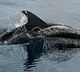 Iran Kamikaze Dolphin Plot Debunked by US Official Pete Hegseth