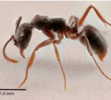Asian Needle Ant Spreading Rapidly in America