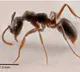 Asian Needle Ant Spreading Rapidly in America