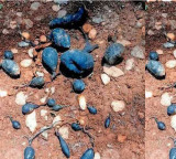 Earth Mango Fungus Sclerotium stipitatum Emerges in Kerala Farmland