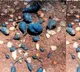 Earth Mango Fungus Sclerotium stipitatum Emerges in Kerala Farmland