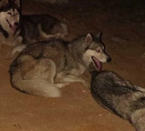 Siberian Huskies Case Solved Four Arrested in Sangareddy