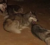 Siberian Huskies Case Solved Four Arrested in Sangareddy