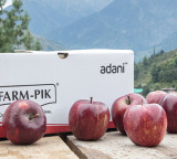 After Apple, Adani Agri Fresh to begin cherry procurement in Himachal; peaches and plums next