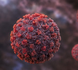 Hantavirus outbreak not another COVID pandemic, public health risk remains low: WHO