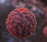 Hantavirus outbreak not another COVID pandemic, public health risk remains low: WHO