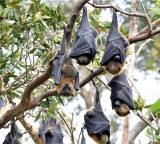 Coronavirus Discovered in Thailand Bats Poses Threat to Humans