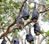 Coronavirus Discovered in Thailand Bats Poses Threat to Humans