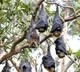 Coronavirus Discovered in Thailand Bats Poses Threat to Humans