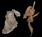 Cougar Mountain Cave Oldest Textile Found