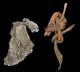 Cougar Mountain Cave Oldest Textile Found