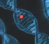 Y Chromosome Disappearance What Happens to Men