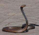 Why Some Countries Have No Snakes