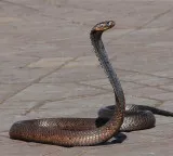 Why Some Countries Have No Snakes