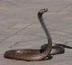 Why Some Countries Have No Snakes