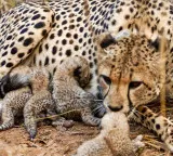 MP: Four cheetah cubs die in Kuno, probe underway​