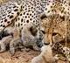MP: Four cheetah cubs die in Kuno, probe underway​