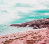 Bermuda Pink Sand Mystery Solved New Geological Discovery