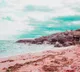 Bermuda Pink Sand Mystery Solved New Geological Discovery