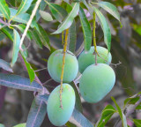 Priyanka Sinha Warns Against Collecting Fallen Mangoes in Singapore