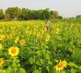 Cabinet okays increase in MSP for 14 kharif crops