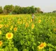 Cabinet okays increase in MSP for 14 kharif crops