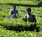 Key anti-virus defence system in plants explored by CCMB researchers