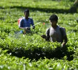 Key anti-virus defence system in plants explored by CCMB researchers