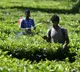 Key anti-virus defence system in plants explored by CCMB researchers