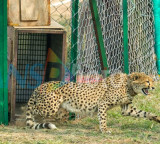 Kuno National Park Four Cheetah Cubs Die in Tragedy