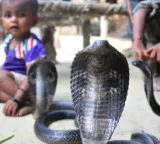 Shetphal Village Maharashtra Home to Cobras