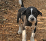 Guntur GGH Dog Carries Human Leg From Hospital