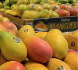 Indian mangoes arrive in Seattle stores
