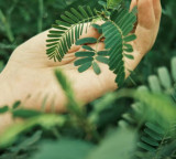 Touch Me Not Plant Shows Unique Ability Research Reveals