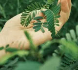 Touch Me Not Plant Shows Unique Ability Research Reveals