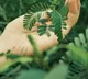 Touch Me Not Plant Shows Unique Ability Research Reveals