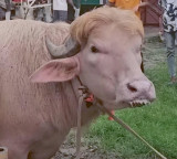 Donald Trump Like Buffalo Viral in Bangladesh