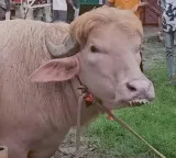 Donald Trump Like Buffalo Viral in Bangladesh