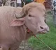 Donald Trump Like Buffalo Viral in Bangladesh
