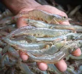 Rupinder Kaur Punjab Shrimp Farming Success Story