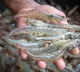 Rupinder Kaur Punjab Shrimp Farming Success Story