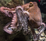 Octopus Mothers Death Sentence After Laying Eggs The Reason