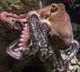 Octopus Mothers Death Sentence After Laying Eggs The Reason