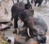 Dubare Elephant Camp Karnataka Tourist Dies in Elephant Fight