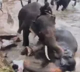 Dubare Elephant Camp Karnataka Tourist Dies in Elephant Fight