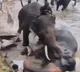Dubare Elephant Camp Karnataka Tourist Dies in Elephant Fight