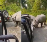 Rhino flips safari jeep in Manas National Park Assam video