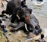 Elephant Marthanda injured in fight dies, Dubare camp closed to tourists for 2 days