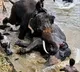 Elephant Marthanda injured in fight dies, Dubare camp closed to tourists for 2 days