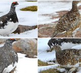 Ghost Bird White tailed Ptarmigans Amazing Seasonal Camouflage